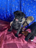 Pug puppies for sale