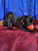 Pug puppies for sale