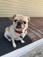 Pug Puppies for sale in Algona, IA 50511, USA. price: $300