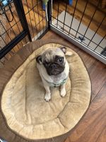 Pug Puppies for sale in Coon Rapids, MN, USA. price: $1,000