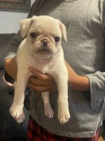 Pug Puppies for sale in Bloomington, IN, USA. price: $800