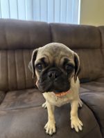 Pug Puppies for sale in Corona, CA, USA. price: $250