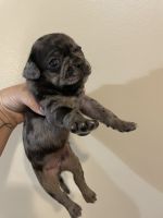 Pug Puppies for sale in Hawley, PA 18428, USA. price: $1,500