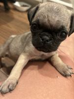 Pug Puppies for sale in East Palatka, FL, USA. price: $800