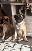 Pug Puppies for sale in St Cloud, MN, USA. price: $300