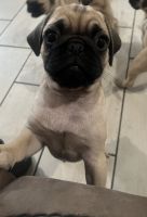 Pug Puppies!!