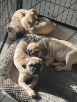 Pug Puppies for sale in Phoenix, AZ 85017, USA. price: $300