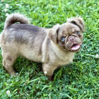 Pug Puppies for sale in Neenah, WI 54956, USA. price: $4,000