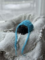 Beautiful Pug Puppies