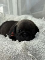 Beautiful Pug Puppies