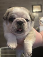 Pug Puppies for sale in North Canton, OH 44720, USA. price: $1,500