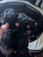 Pug puppies