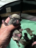 Pug puppies