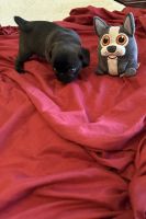 Pug Puppies for sale in Gadsden, AL 35901, USA. price: $700