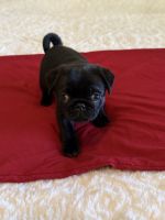 Pure bred Pug puppies with first shots and papers