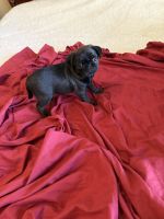 Pure bred Pug puppies with first shots and papers