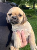 Pug Puppies for sale in Larwill, IN 46764, USA. price: $200