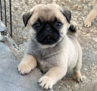 Pug Puppies for sale in Jeddah Saudi Arabia. price: 1,500 SAR