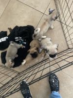Pug Puppies for sale in Merced, CA, USA. price: $500