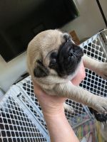 Pug Puppies for sale in Portland, OR, USA. price: $650