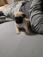 Pug Puppies for sale in Portland, OR, USA. price: $650