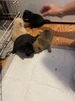 Pug Puppies for sale in Maysville, NC, USA. price: $400