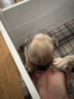 Pug Puppies for sale in Antioch, IL 60002, USA. price: $1,000