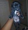 Pug Puppies for sale in El Mirage, AZ 85335, USA. price: $400
