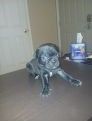 Pug Puppies for sale in El Mirage, AZ 85335, USA. price: $400