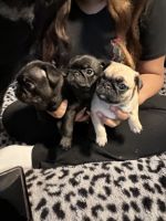 Pug puppies