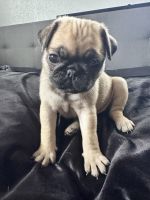 Pug puppies