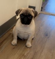 Loving pug puppy
