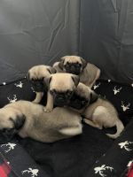 Pug puppies for sale