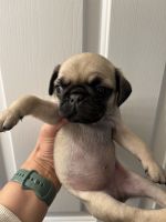 Pug puppies for sale