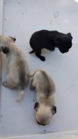 Pug Puppies for sale in Houston, TX, USA. price: $375