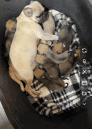 Pug Puppies for sale in Gilmer, TX 75645, USA. price: $500