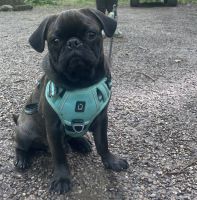 Pug Puppies for sale in Angola, IN 46703, USA. price: $200