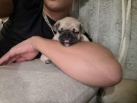 Pug puppies
