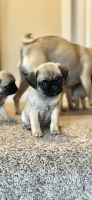 Pug Puppies for sale in Soquel, CA 95073, USA. price: $500