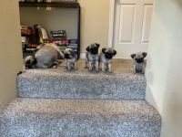 Pug puppies for rehoming