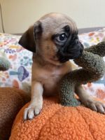 Pug puppies for sale