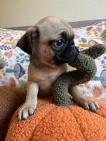 Pug puppies for sale