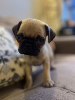 Pug puppies for sale