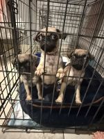Pug Puppies