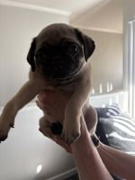 Pug Puppies for sale in Lakewood, CO, USA. price: $800