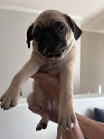 Pug Puppies for sale in Lakewood, CO, USA. price: $800