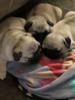 Pug Puppies for sale in Chino, CA, USA. price: $675
