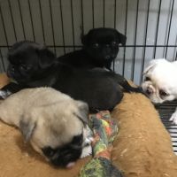 Pug Puppies for sale in Memphis, TN, USA. price: NA