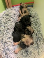 Pug Puppies for sale in Ashland, KY 41101, USA. price: $700
