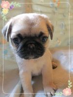 AKC Pug puppies